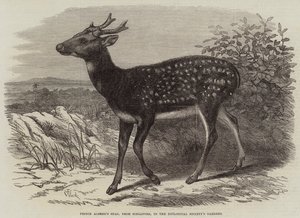 Le cerf du prince Alfred, de Singapour, dans les jardins de la Société zoologique - Thomas W. Wood